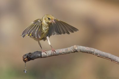 IMG_9275.jpg