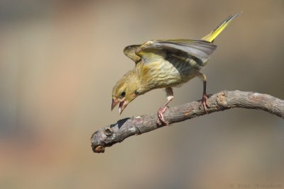 IMG_7939.jpg