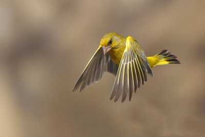 IMG_1033.jpg