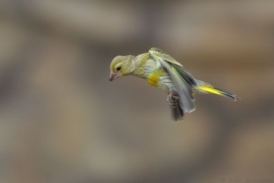 IMG_0901.jpg