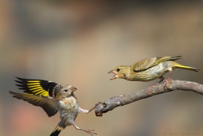 IMG_7937.jpg