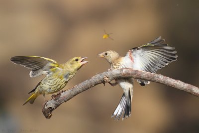 IMG_0611.jpg
