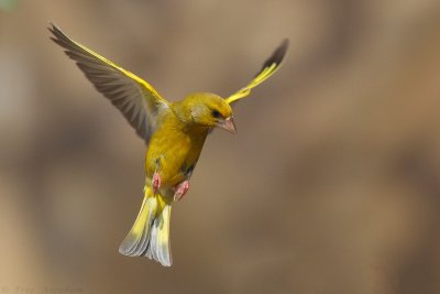 IMG_1067.jpg