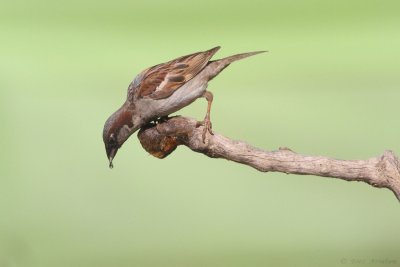 IMG_2395.jpg