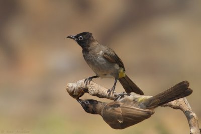 Spectacled Bulbul