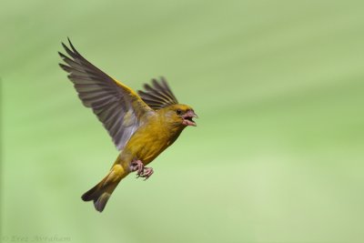 IMG_2724.jpg