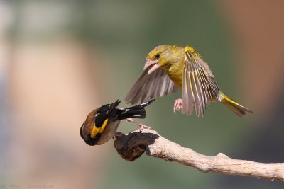 IMG_5987.jpg
