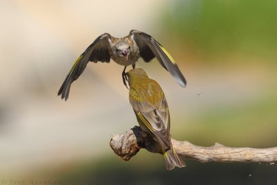 IMG_4376.jpg