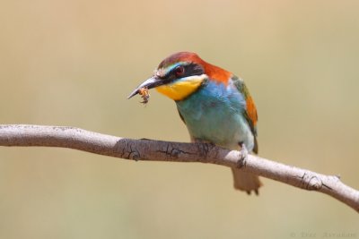 IMG_9871.jpg