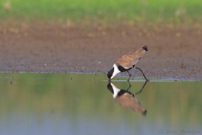 spur winged lapwing
