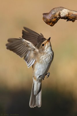 spotted flycatcher