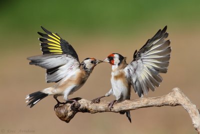 goldfinch 2011