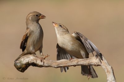 house sparrow