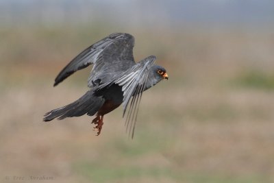 Red Footed Falcon