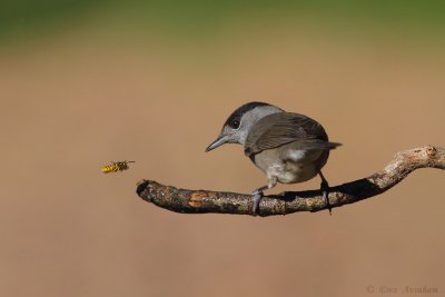 blackcap