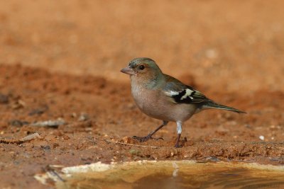 common chaffinch