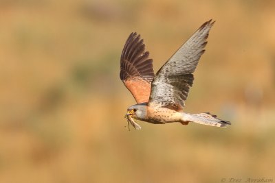 lesser kestrel 2012