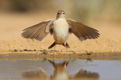 rufous bush robin