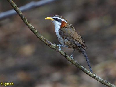 WHITE-BROWED SCIMITAR-BABBLER