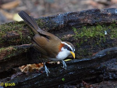 WHITE-BROWED SCIMITAR-BABBLER