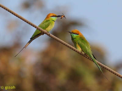 GREEN BEE-EATER