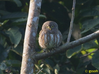 COLLARED OWLET