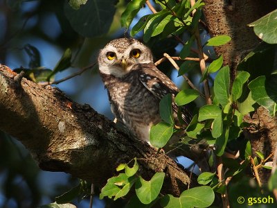SPOTTED OWLET