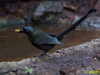 RACKET-TAILED TREEPIE
