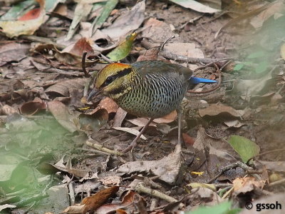 BLUE PITTA