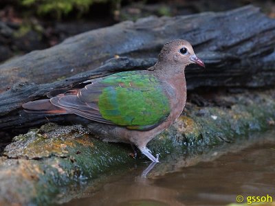 111219-KKC-1397a.jpg