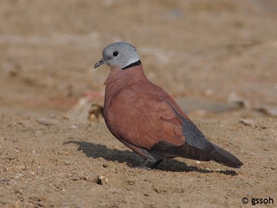 RED-COLLARED DOVE