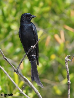 BLACK DRONGO