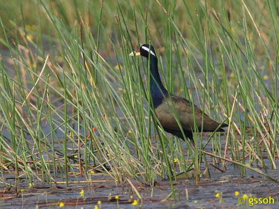 BRONZE-WINGED JACANA