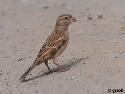 HOUSE SPARROW