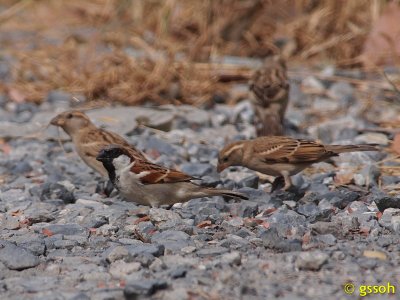 HOUSE SPARROW