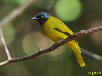 BLACK-HEADED BULBUL