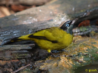 BLACK-HEADED BULBUL