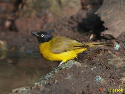 BLACK-CRESTED BULBUL