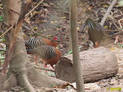 SIAMESE FIREBACK