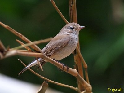 TAIGA FLYCATCHER