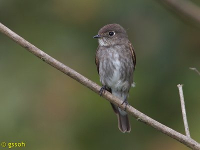 DARK-SIDED FLYCATCHER