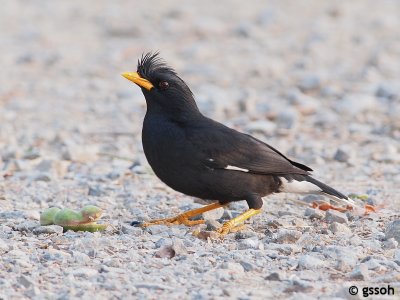 WHITE-VENTED MYNA