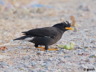 WHITE-VENTED MYNA