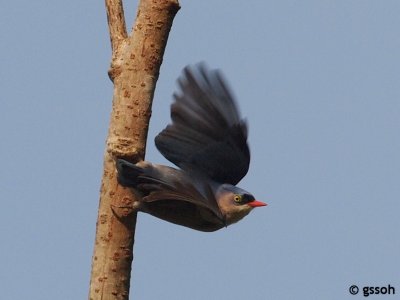 VELVET-FRONTED NUTHATCH