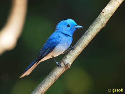 111219-KKC-1916a.jpg