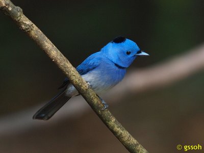 111219-KKC-1924a.jpg