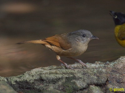BROWN-CHEEKED FULVETTA