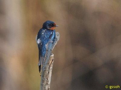BARN SWALLOW