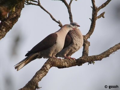 MOUNTAIN IMPERIAL PIGEON