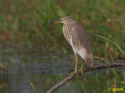 CHINESE POND HERON